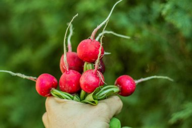 Bir avuç taze turpu tutan insan eli.