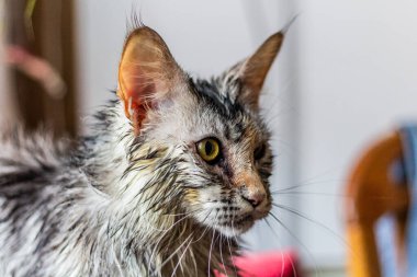 Portrait of a young Maine Coon cat after bath clipart