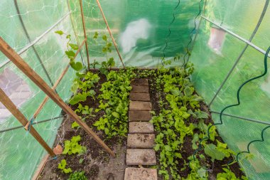 Çeşitli sebzeli polyhouse - ıspanak, marul, turp, salatalık, domates ve kohlrabi