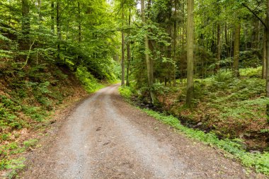 Çek Cumhuriyeti 'nin Letohrad yakınlarındaki Jablonsky les Ormanı' nda yol