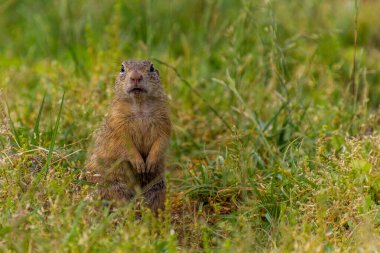 European ground squirrel (Spermophilus citellus) in the protected area Radouc in Mlada Boleslav city, Czech Republic clipart