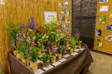 MARKVARTICE, CZECH REPUBLIC - JUNE 11, 2021: Wild flower exhibit in Planta Naturalis garden centre in Markvartice village, Czechia clipart