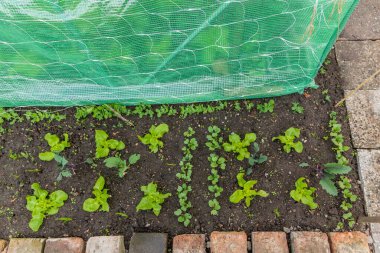 Vegetable patch with lettuce, radishes,  kohlrabi and peas clipart