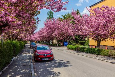 USTI NAD ORLICI, CZECHIA - 12 Mayıs 2021: Usti nad Orlici, Çek Cumhuriyeti 'nin Spindlerova caddesinde çiçek açan sakura ağaçları