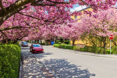 Usti nad Orlici, Çek Cumhuriyeti 'nin Spindlerova caddesinde çiçek açan sakura ağaçları