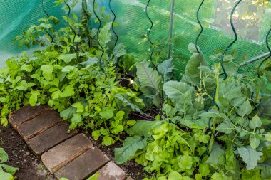 Çeşitli sebzeli polyhouse - turp, domates ve kohlrabi