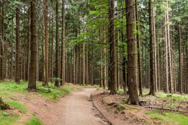Çek Cumhuriyeti Beskydy dağlarındaki orman yolu
