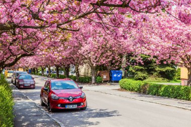 USTI NAD ORLICI, CZECHIA - 12 Mayıs 2021: Usti nad Orlici, Çek Cumhuriyeti 'nin Spindlerova caddesinde çiçek açan sakura ağaçları