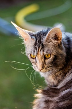 Portrait of a young Maine Coon cat clipart