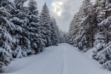 Çek Cumhuriyeti 'ndeki Orlicke Hory Dağları' nda kayak yolu.