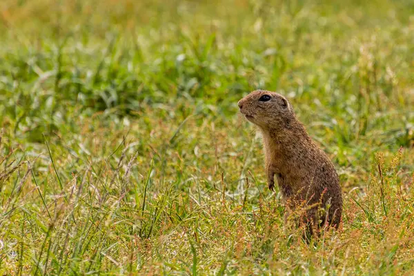 stock image European ground squirrel (Spermophilus citellus) in the protected area Radouc in Mlada Boleslav city, Czech Republic