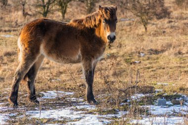 Çek Cumhuriyeti, Milovice Doğa Koruma Alanında Exmoor Pony