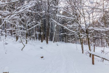 Çek Cumhuriyeti 'nin Cesky raj (Çek Cenneti) bölgesindeki Prachovske skaly kayalıklarında kış karı manzarası