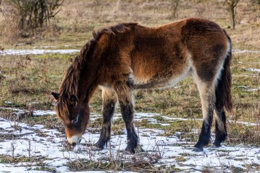 Çek Cumhuriyeti, Milovice Doğa Koruma Alanında Exmoor Pony