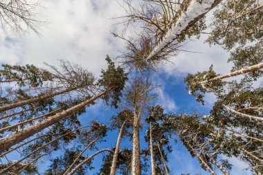 Kış manzarası kar kaplı ağaçlar