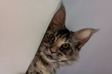 Genç bir Maine Rakunu 'nun portresi