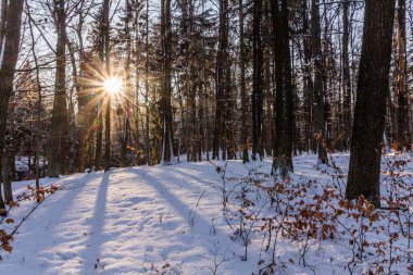 Çek Cumhuriyeti 'nin Cesky raj (Çek Cenneti) bölgesinde Hruba Skala' daki bir ormanın kış manzarası