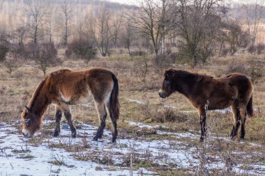 Çek Cumhuriyeti 'nin Milovice Nature Reserve kentindeki Midilliler