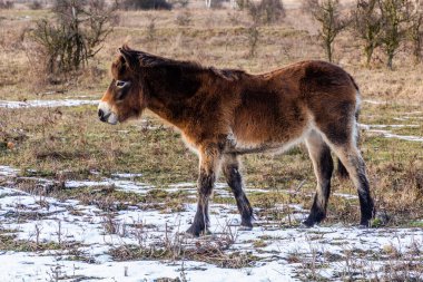 Çek Cumhuriyeti, Milovice Doğa Koruma Alanında Exmoor Pony
