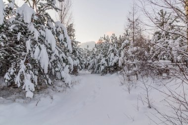 Çek Cumhuriyeti 'nin Cesky raj (Çek Cenneti) bölgesindeki Prachovske skaly kayalıklarında kış manzarası