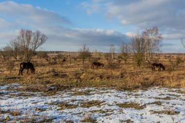 Çek Cumhuriyeti 'nin Milovice Nature Reserve kentindeki Midilliler