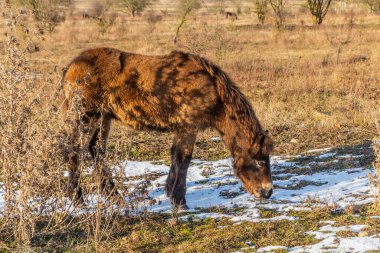 Çek Cumhuriyeti, Milovice Doğa Koruma Alanında Exmoor Pony