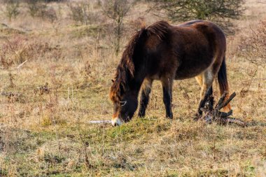 Çek Cumhuriyeti, Milovice Doğa Koruma Alanında Exmoor Pony