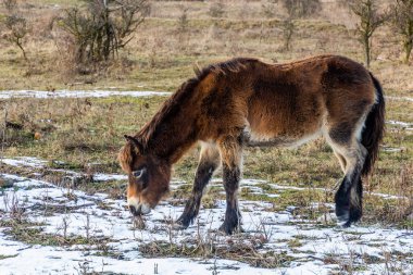 Çek Cumhuriyeti, Milovice Doğa Koruma Alanında Exmoor Pony