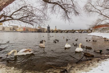 Çek Cumhuriyeti Prag 'da Kuğu ve Ördeklerin Kış Manzarası