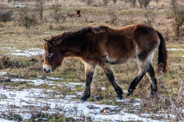 Çek Cumhuriyeti, Milovice Doğa Koruma Alanında Exmoor Pony