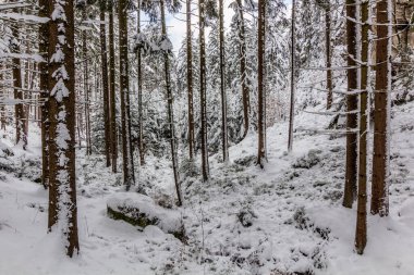 Winter snow covered view of a forest in Prachovske skaly rocks in Cesky raj (Czech Paradise) region, Czech Republic clipart