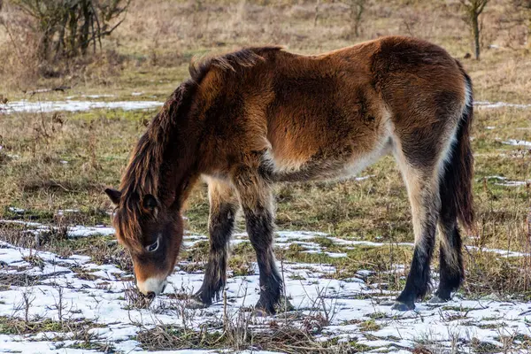 stock image Exmoor pony in Milovice Nature Reserve, Czech Republic