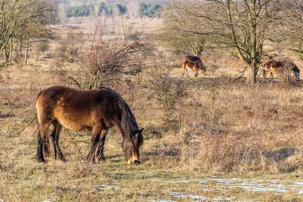 stock image Exmoor ponies in Milovice Nature Reserve, Czech Republic