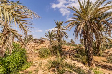 Suudi Arabistan 'ın Farasan adasındaki El Kassar miras köyündeki palmiyeler