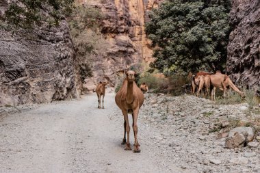 Wadi Lajab Kanyonu 'nda develer, Suudi Arabistan