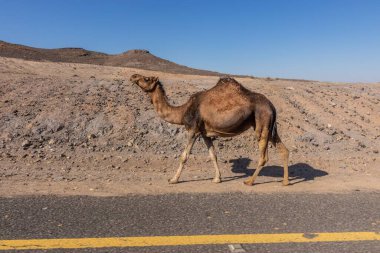 Suudi Arabistan, Wadi Disah 'a giden 8788 yolundaki deve.