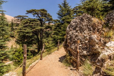 Lübnan 'daki Tanrı' nın Cedars Ormanı 'nda yürüyüş yolu.