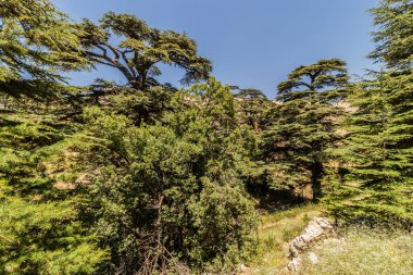 Tanrının sedirleri, Lübnan