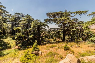 Tanrının sedirleri, Lübnan