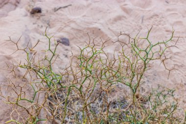 Suudi Arabistan, Al Ula yakınlarındaki Launaea spinosa fabrikası