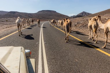 Suudi Arabistan, Wadi Disah 'a giden 8788 yolundaki develer.