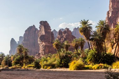 Vadi Disah Kanyonu 'ndaki palmiyeler, Suudi Arabistan