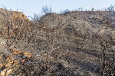Yunanistan 'ın Peloponnese yarımadasında Olympia yakınlarında çıkan orman yangını sonrasında yandı