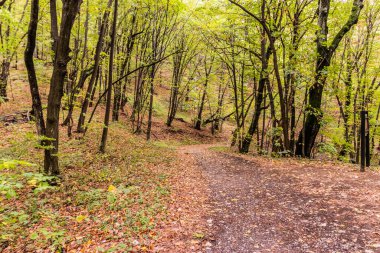 Sırbistan 'ın Derdap Milli Parkı' nda yürüyüş yolu