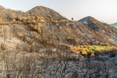 Yunanistan 'ın Peloponnese yarımadasında Olympia yakınlarında çıkan orman yangını sonrasında yandı