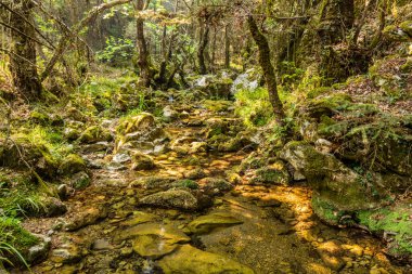 Yunanistan 'ın Peloponnese yarımadasındaki Elati köyü yakınlarındaki Milaon Nehri