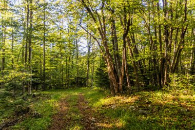 Sırbistan 'ın Tara Ulusal Parkı' ndaki orman yolu