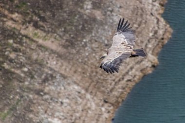 Eurasian Griffon Vulture (Gyps fulvus) flying above Uvac river canyon, Serbia clipart