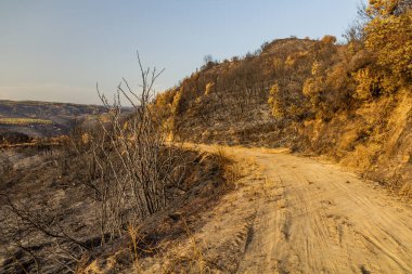 Yunanistan 'ın Peloponnese yarımadasında Olympia yakınlarında çıkan orman yangını sonrasında yandı
