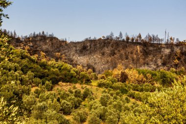 Yunanistan 'ın Peloponnese yarımadasında Olympia yakınlarında çıkan orman yangını sonrasında yandı